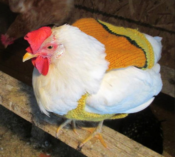 Photo: Measuring advocacy capacity and knitting sweaters for chickens